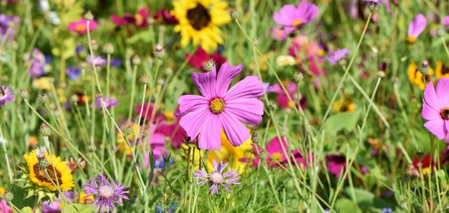 Hier sehen Sie eine Wiese mit blühenden Blumen.