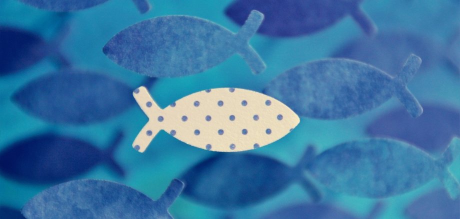 Sie sehen einen weißen Fisch umringt von mehreren blauen Fischen.