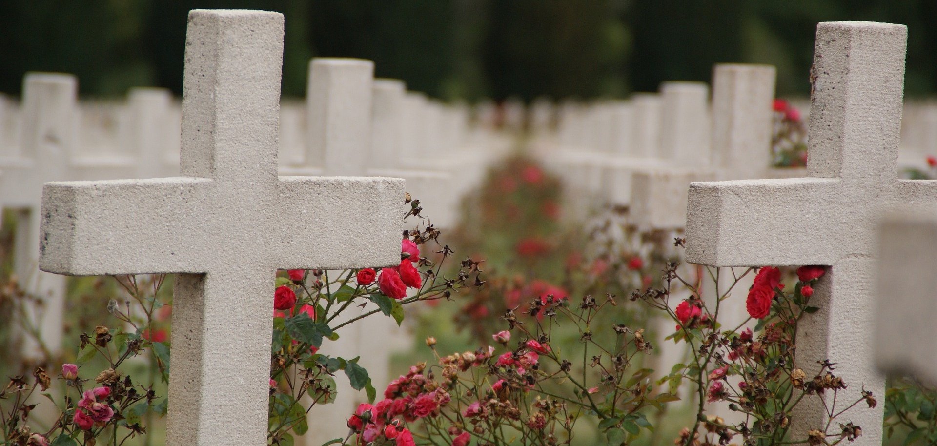 Sie sehen mehrere weiße Steinkreuze umringt von roten Blumen.