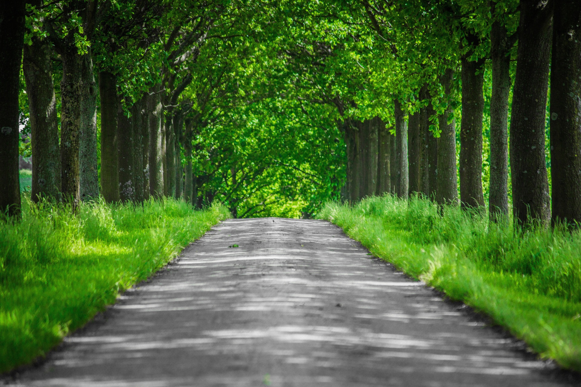 Hier sehen Sie eine Allee mit Bäumen.