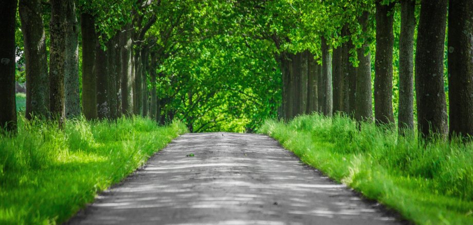 Hier sehen Sie eine Allee mit Bäumen.