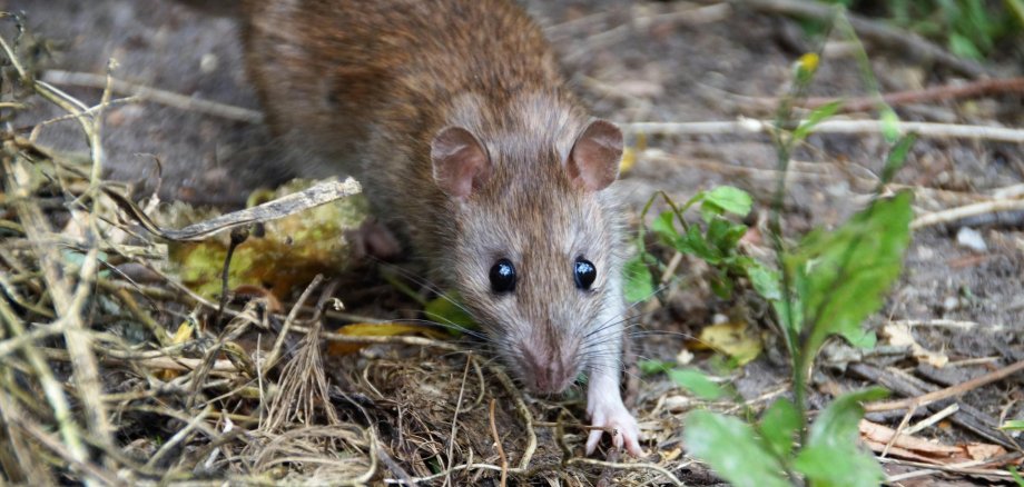 Hier sehen Sie ein Bild von einer Ratte.