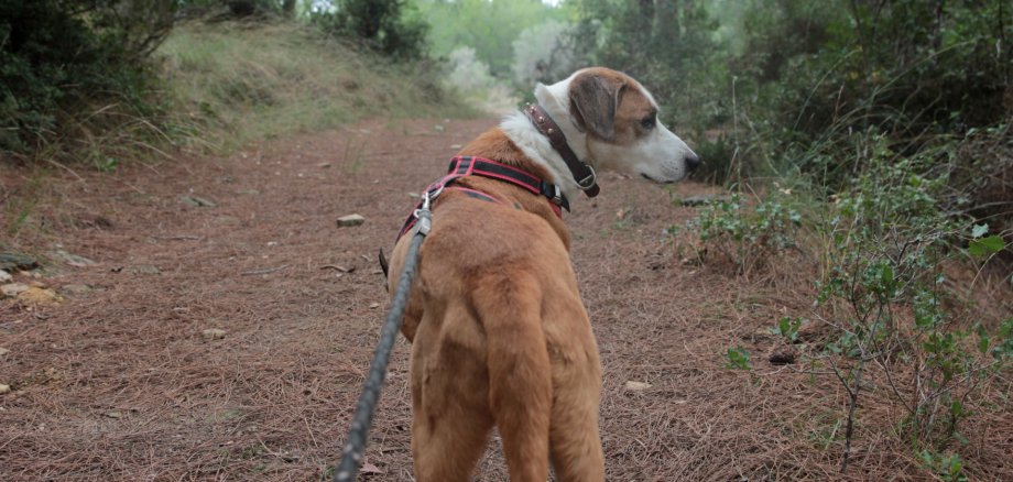 Sie sehen einen Hund, mit dem gerade spazieren gegangen wird.