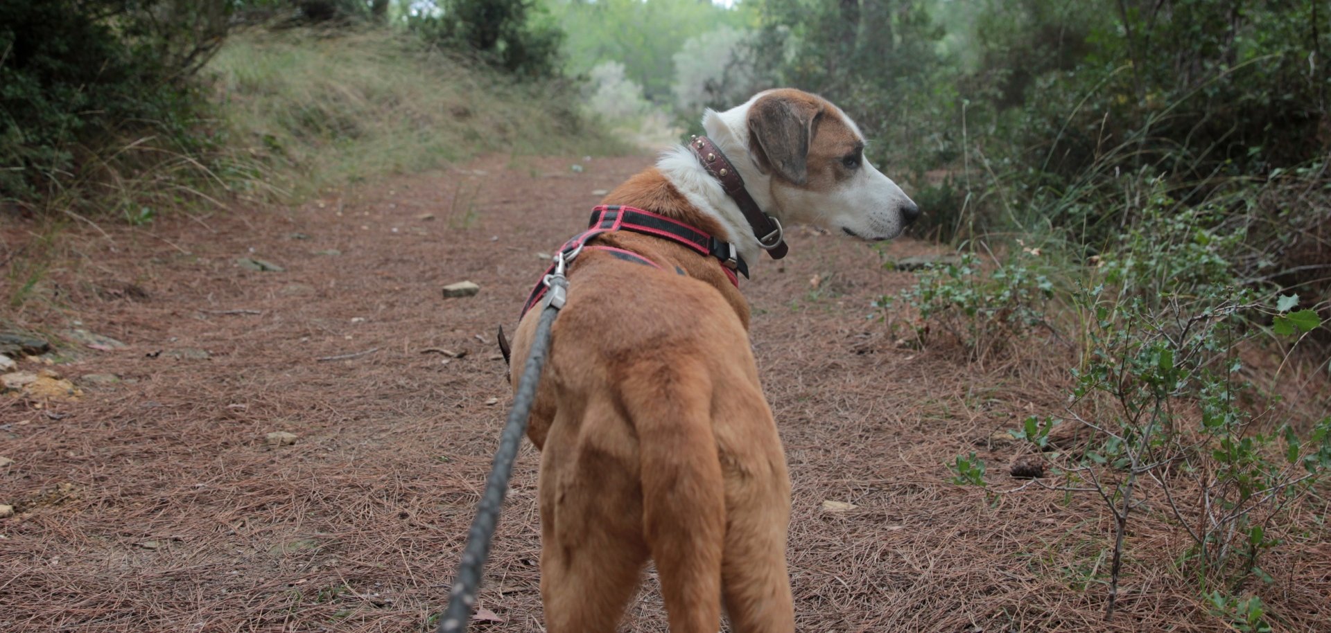 Sie sehen einen Hund, mit dem gerade spazieren gegangen wird.
