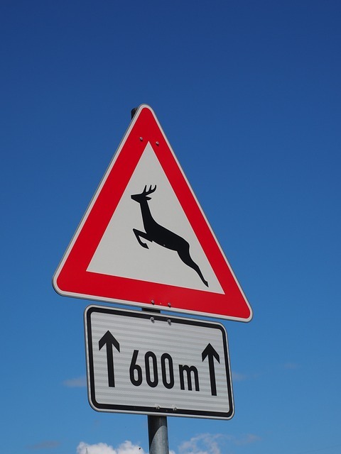 Hier sehen Sie ein Bild von einem Verkehrsschild, welches vor Wildwechsel warnt.