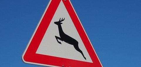 Hier sehen Sie ein Bild von einem Verkehrsschild, welches vor Wildwechsel warnt.