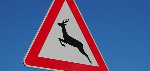 Hier sehen Sie ein Bild von einem Verkehrsschild, welches vor Wildwechsel warnt.